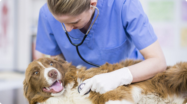 للحيوانات الأليفة